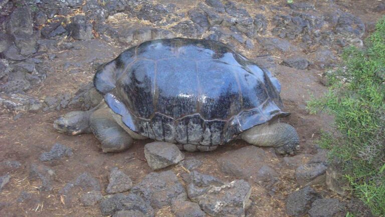 Galapagos Schildkröte Ben Delarosa