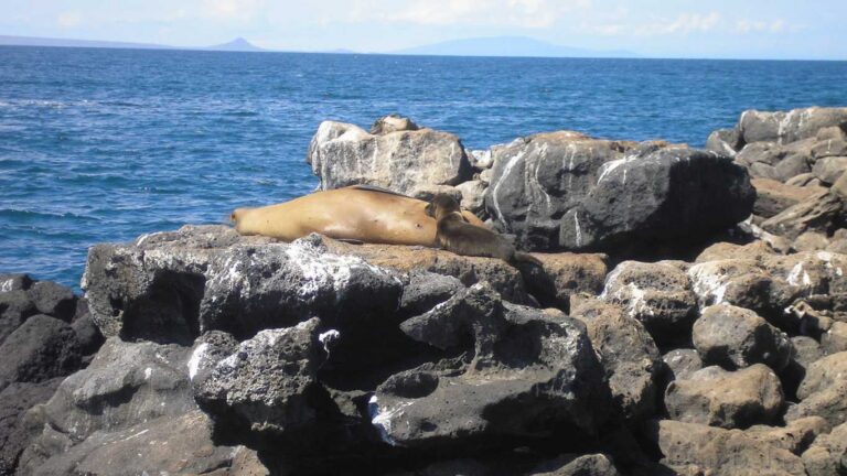 Galapagos Ben Delarosa
